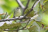 Mottle-cheeked Tyrannulet